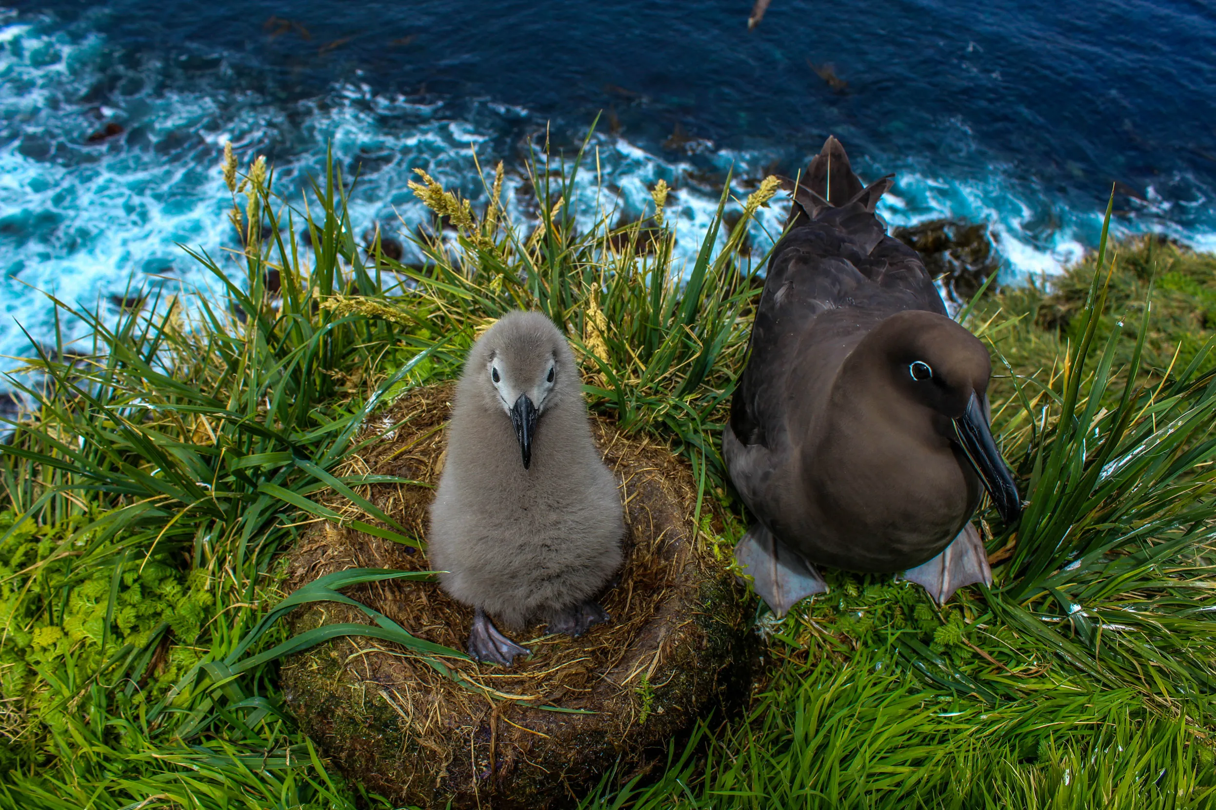 An Albatross chick perched in it's nest whilst an adult stands next to them on a cliff edge by the sea.